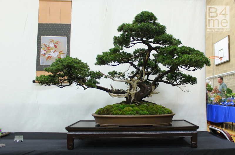 Needle Juniper bonsai